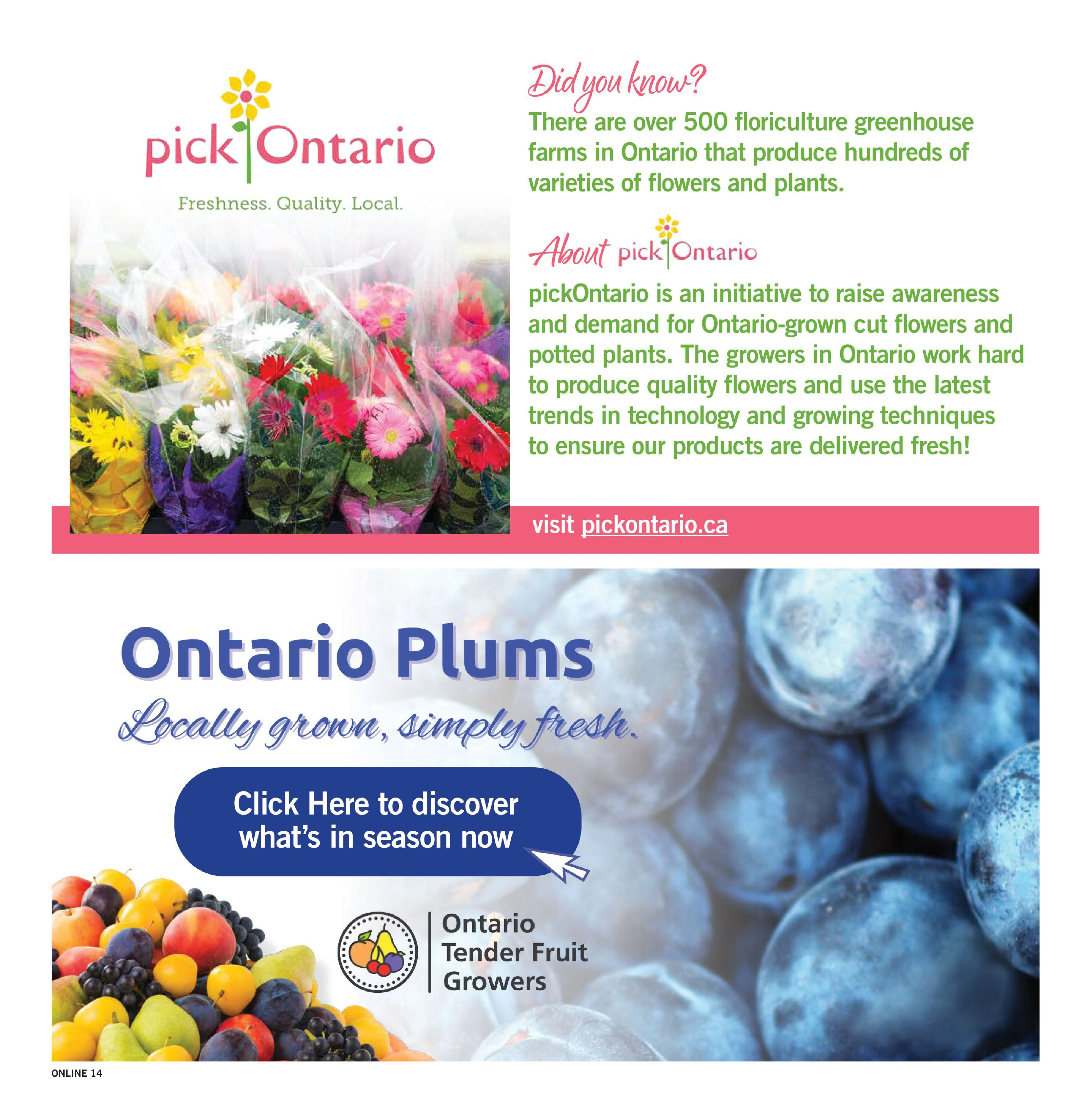 Flyer page 14