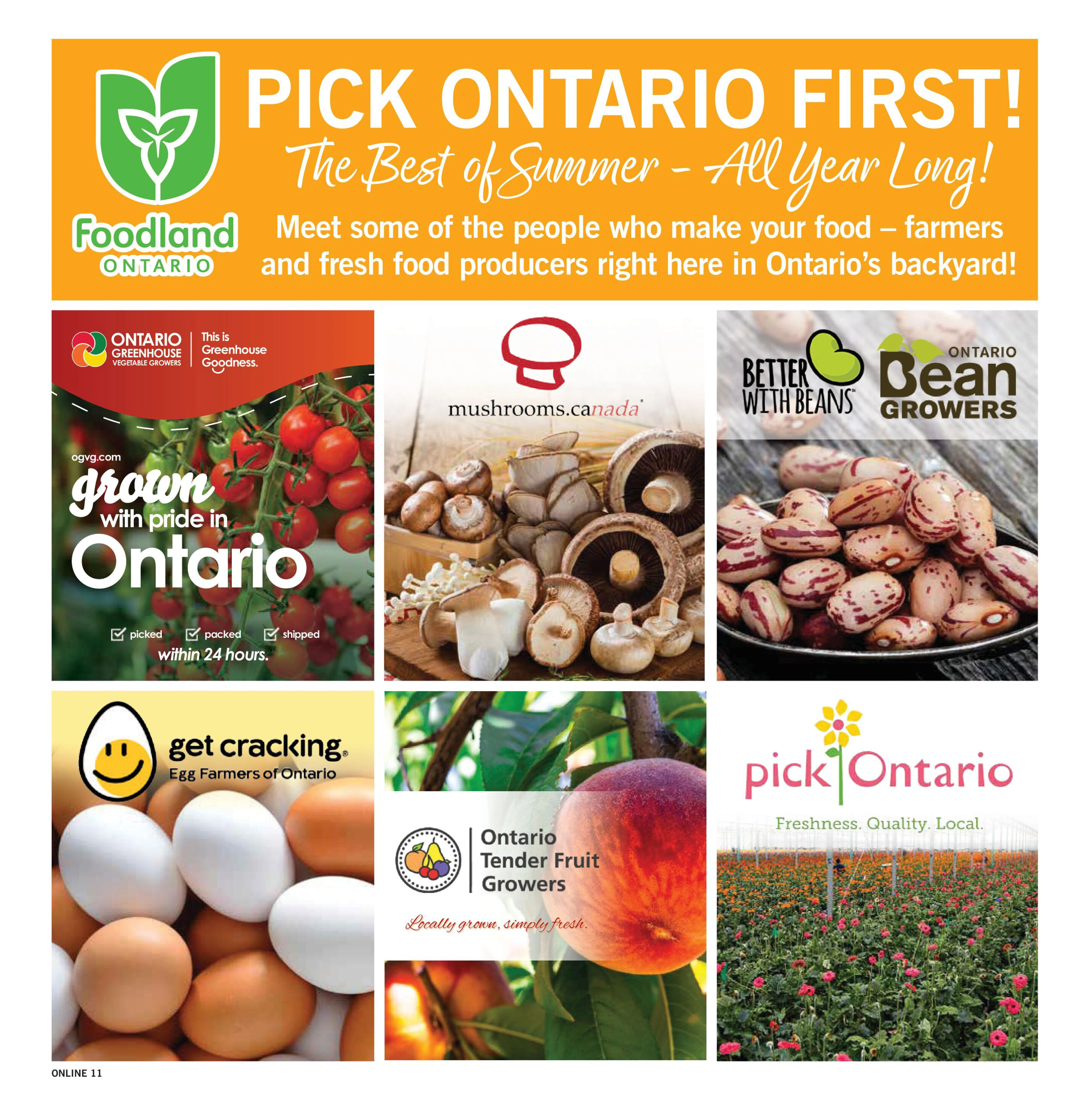 Flyer page 11