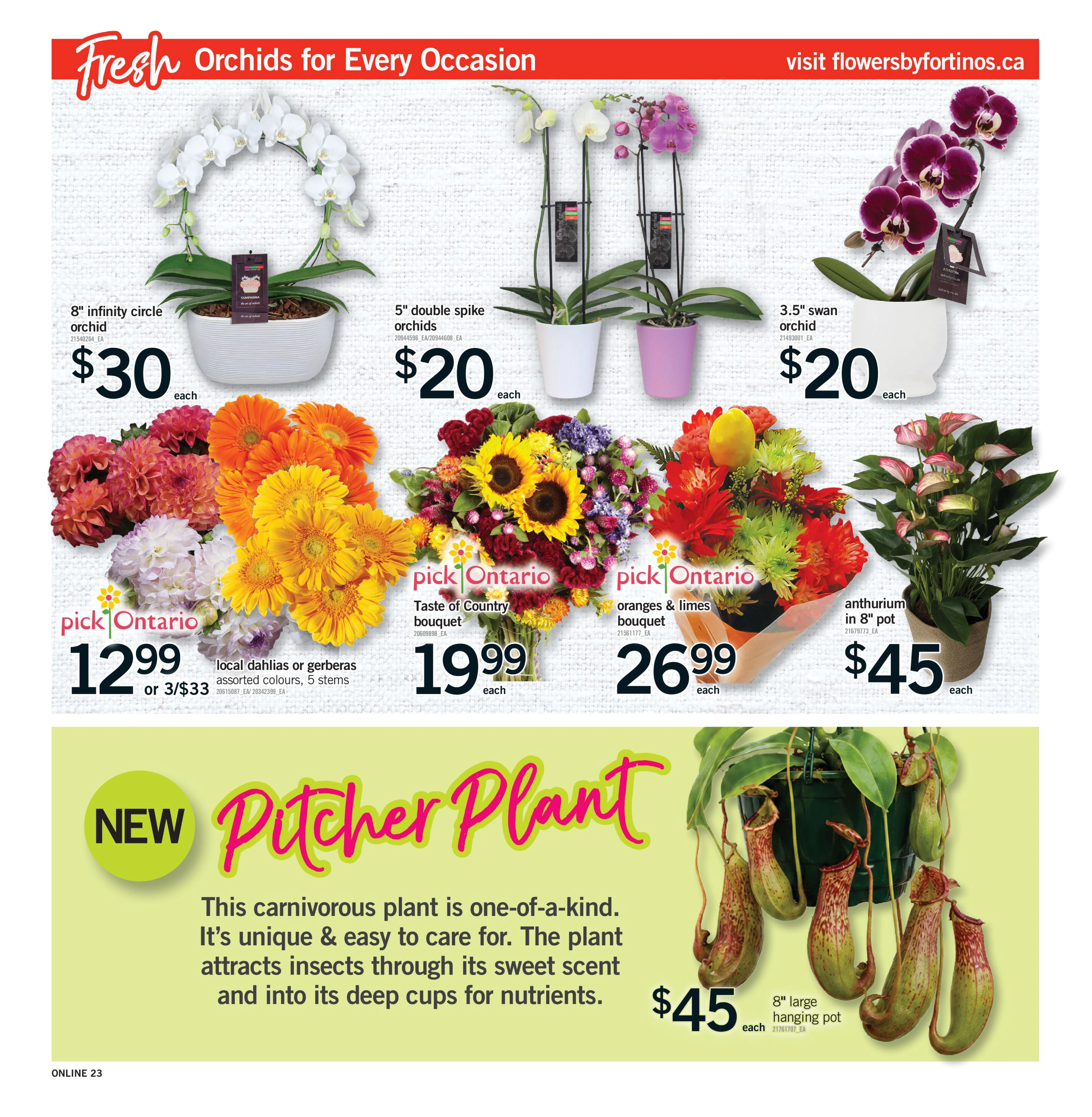 Flyer page 23